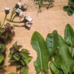 Wintersalat, Zutaten